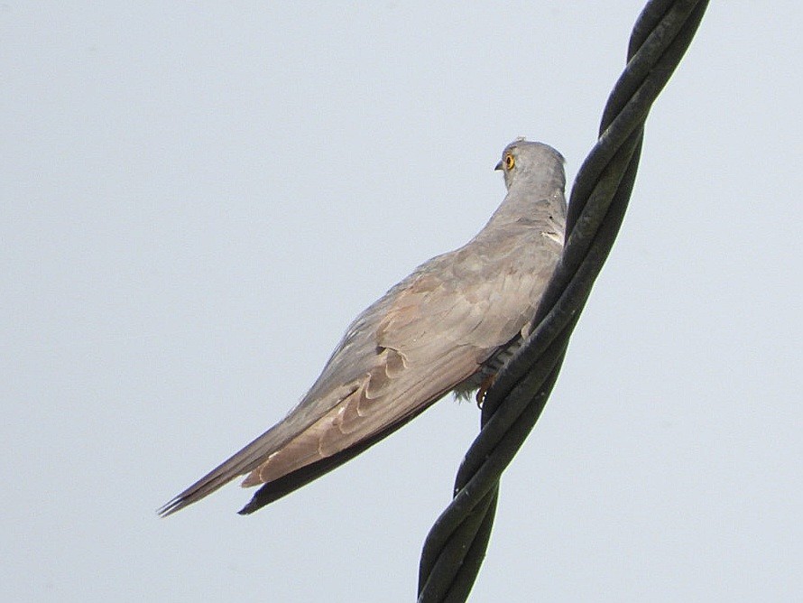 Common Cuckoo - ML620638722