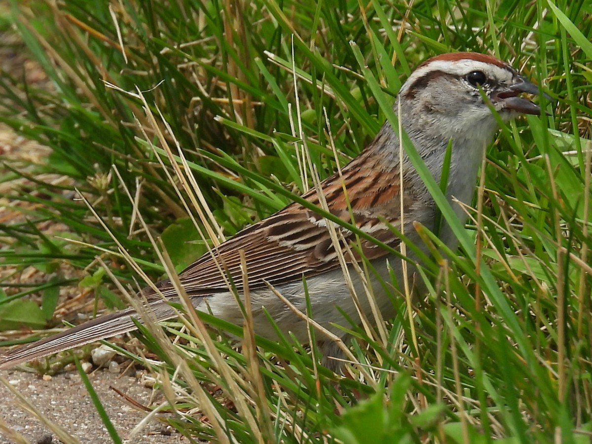 Chipping Sparrow - ML620638725
