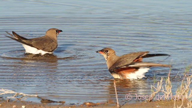 Collared Pratincole - ML620638733