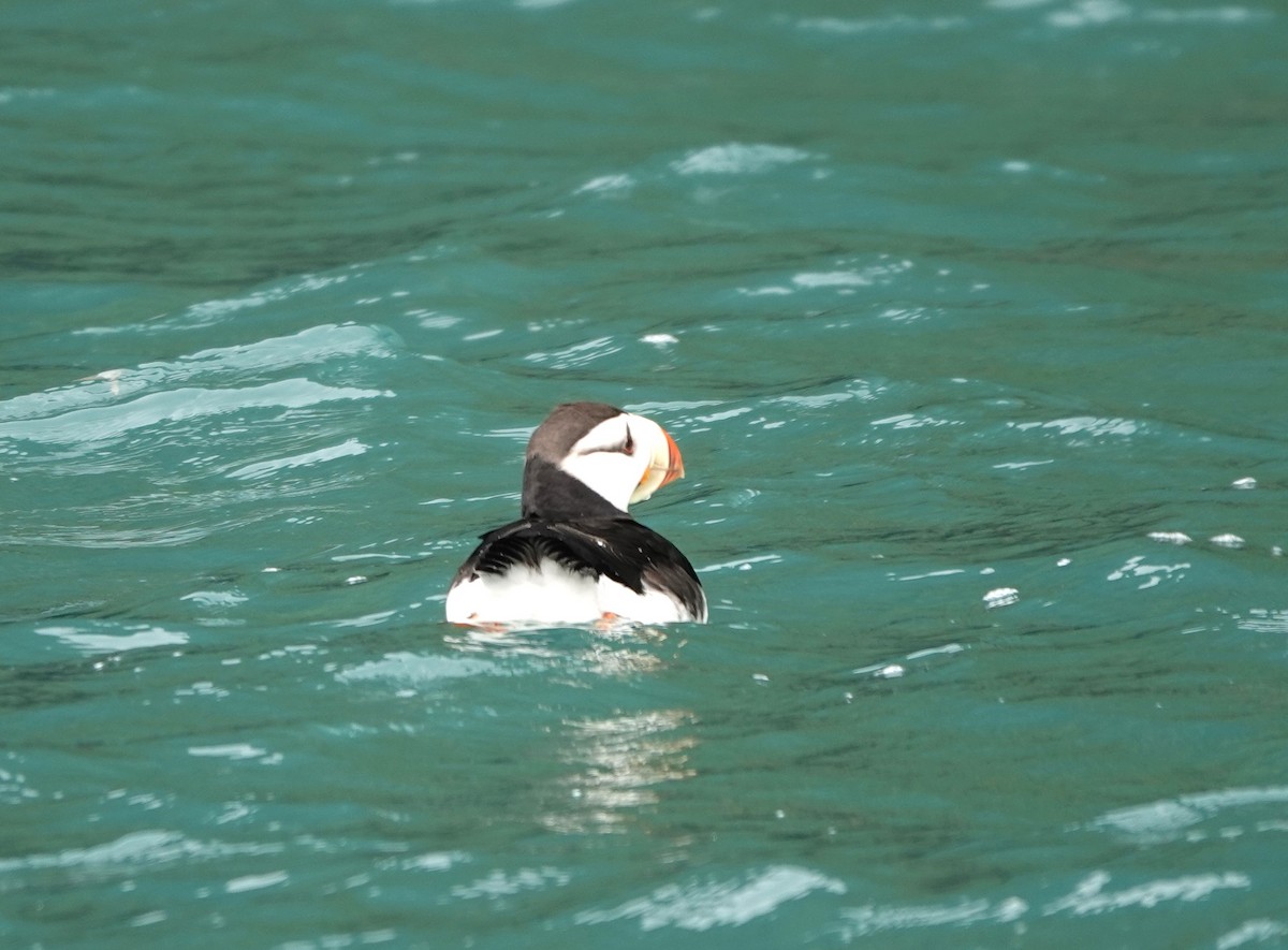 Horned Puffin - ML620638736