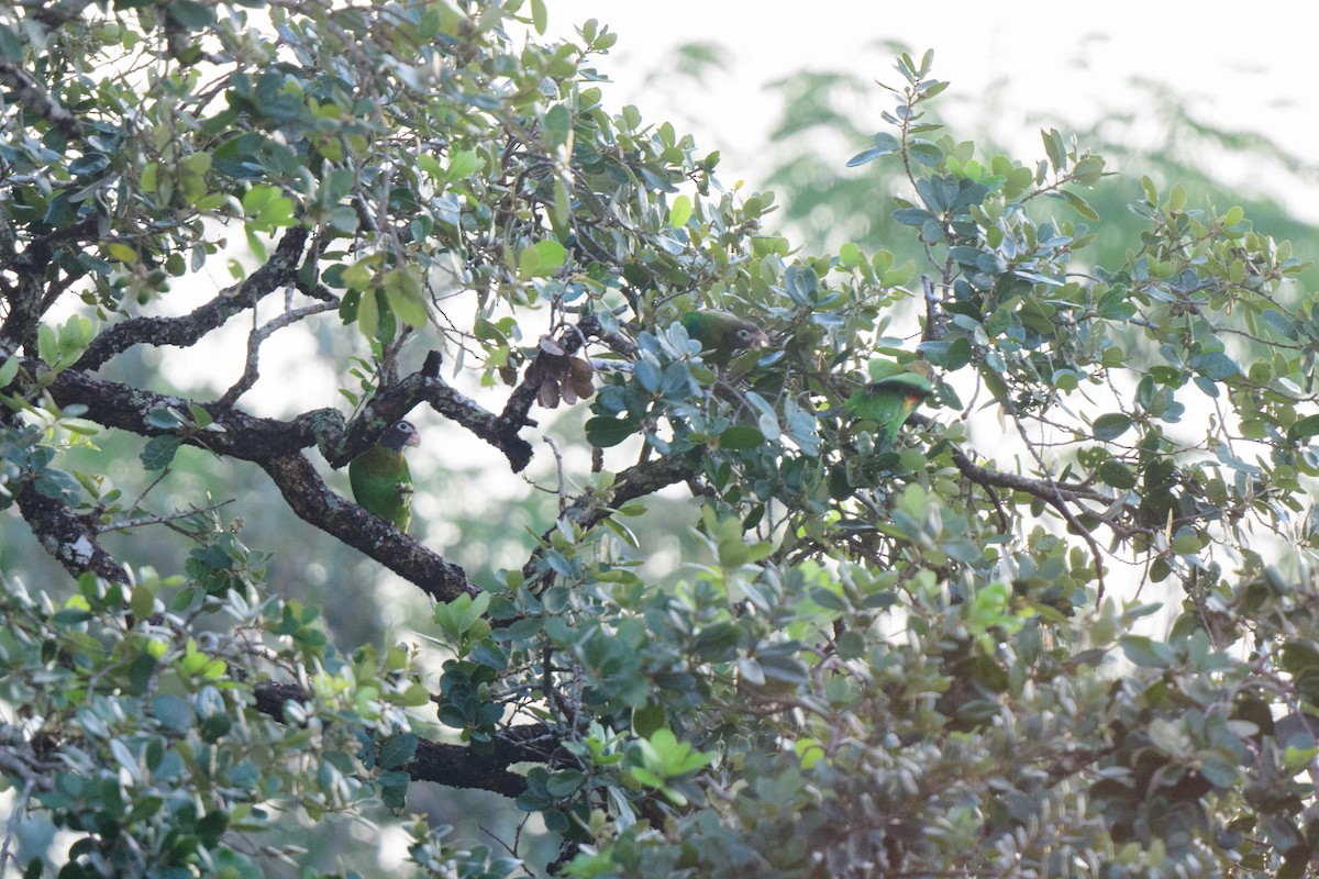 Brown-hooded Parrot - ML620638738