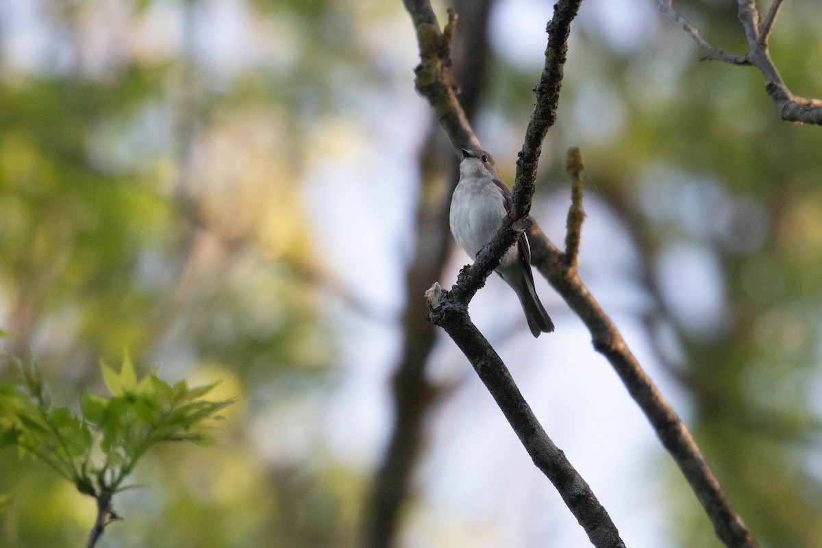 European Pied Flycatcher - ML620638740