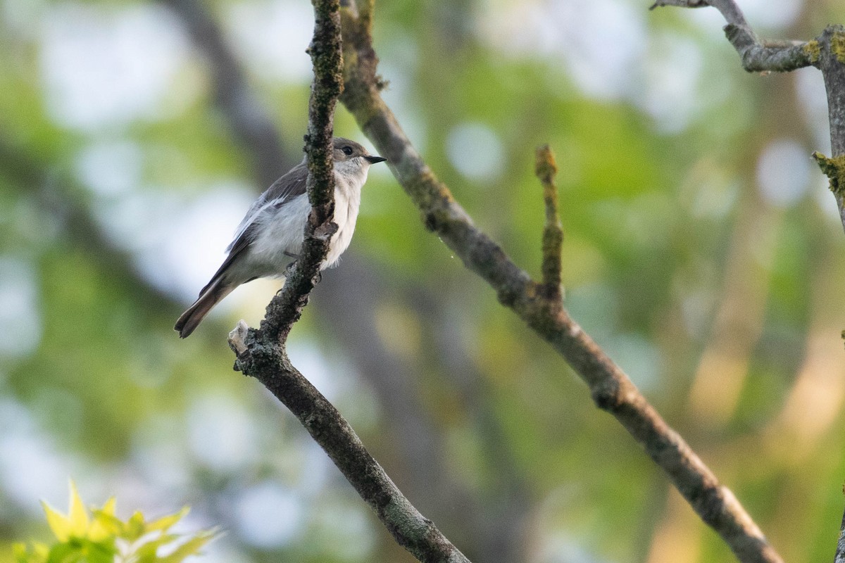 European Pied Flycatcher - ML620638741