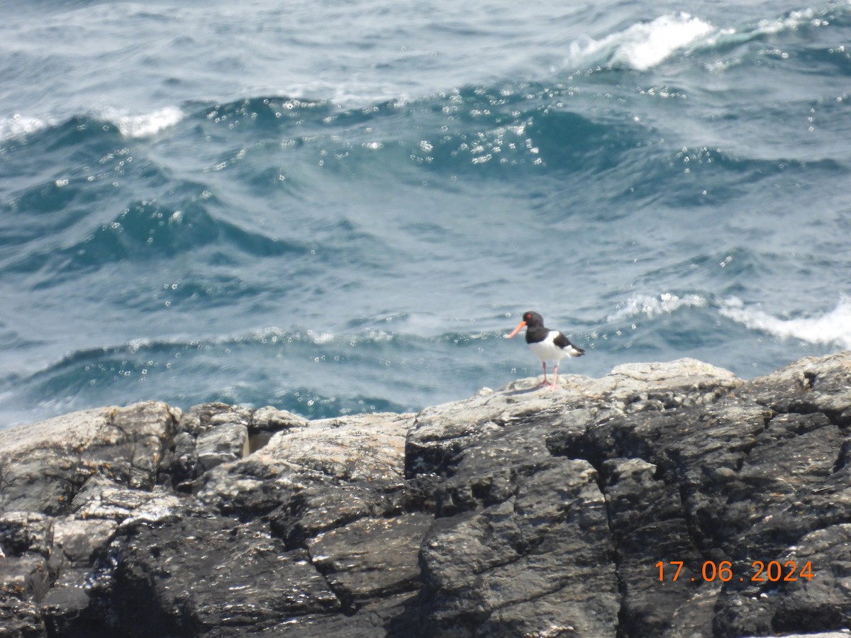 Eurasian Oystercatcher - ML620638742