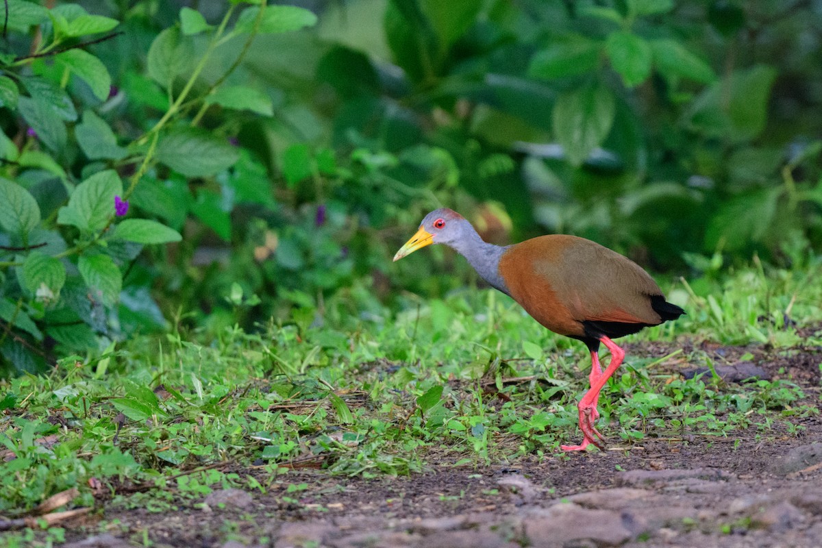 Russet-naped Wood-Rail - ML620638743