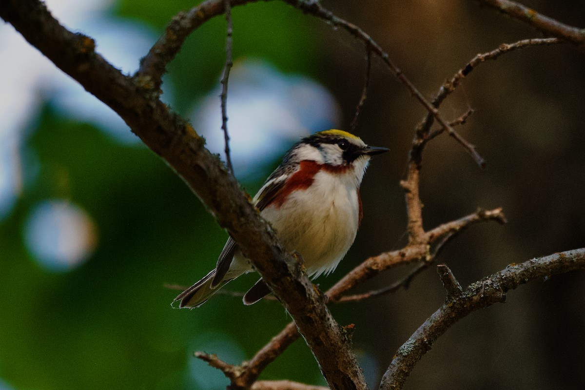 Chestnut-sided Warbler - ML620638747