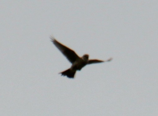 Eurasian Skylark (European) - ML620638751