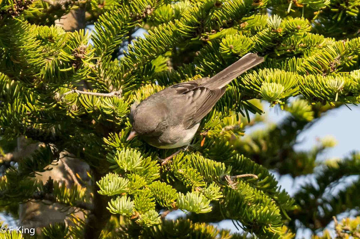 Dark-eyed Junco - ML620638754