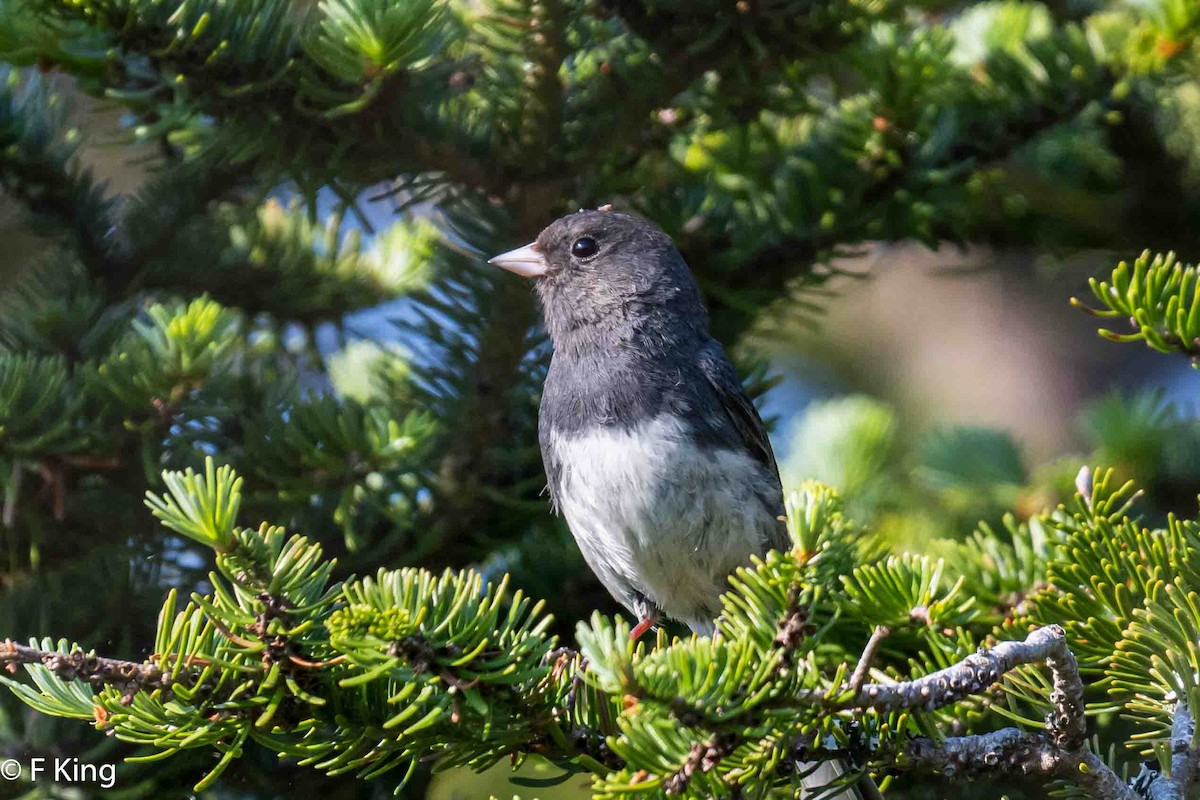 Dark-eyed Junco - ML620638755