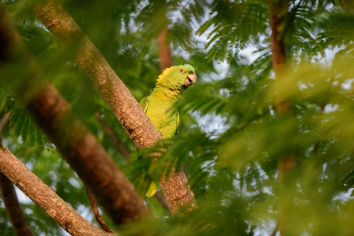 キエリボウシインコ - ML620638757