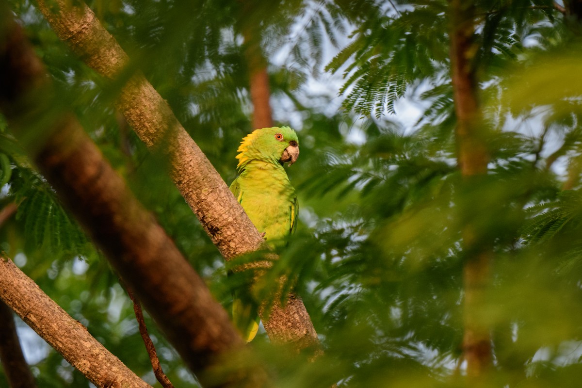 Yellow-naped Parrot - ML620638759