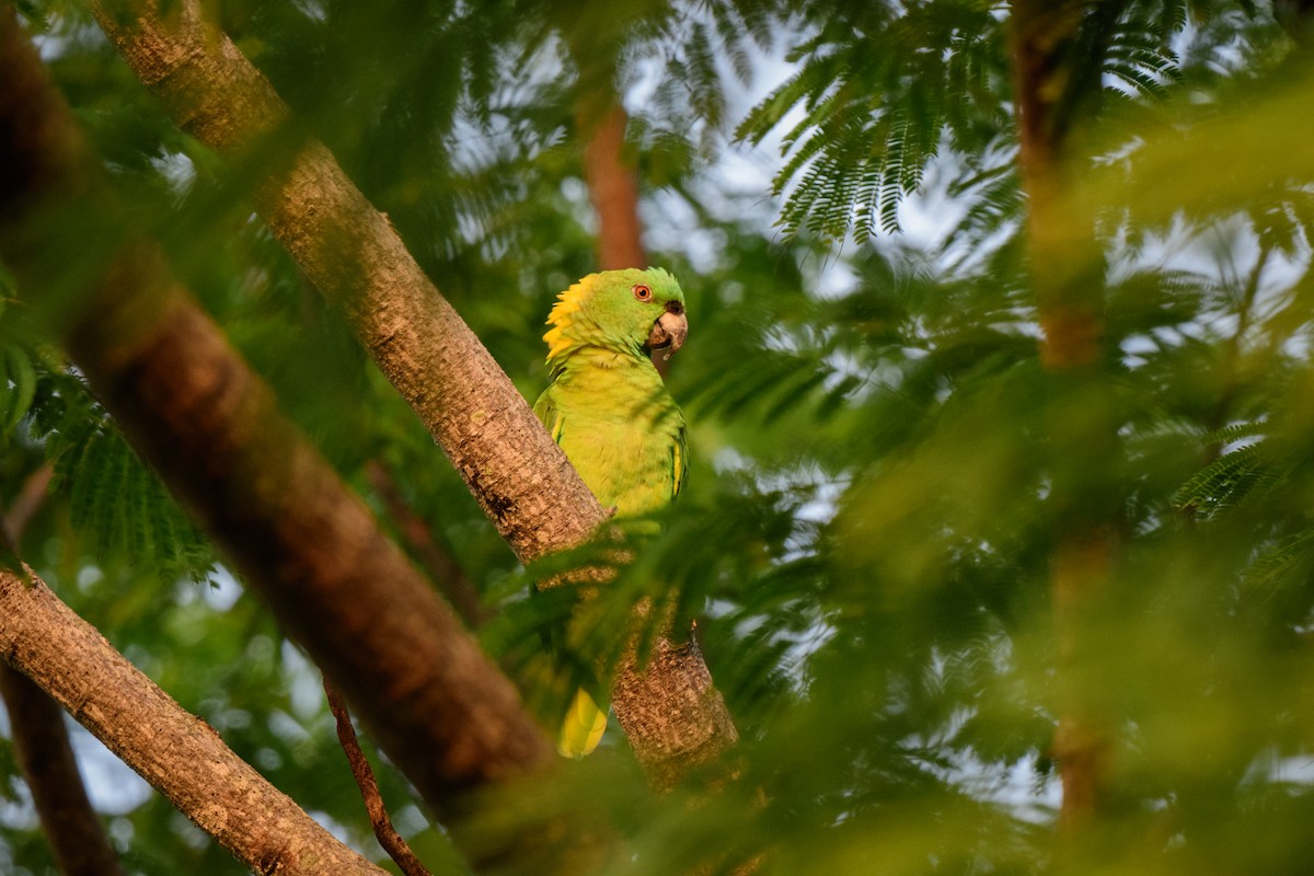 Yellow-naped Parrot - ML620638760