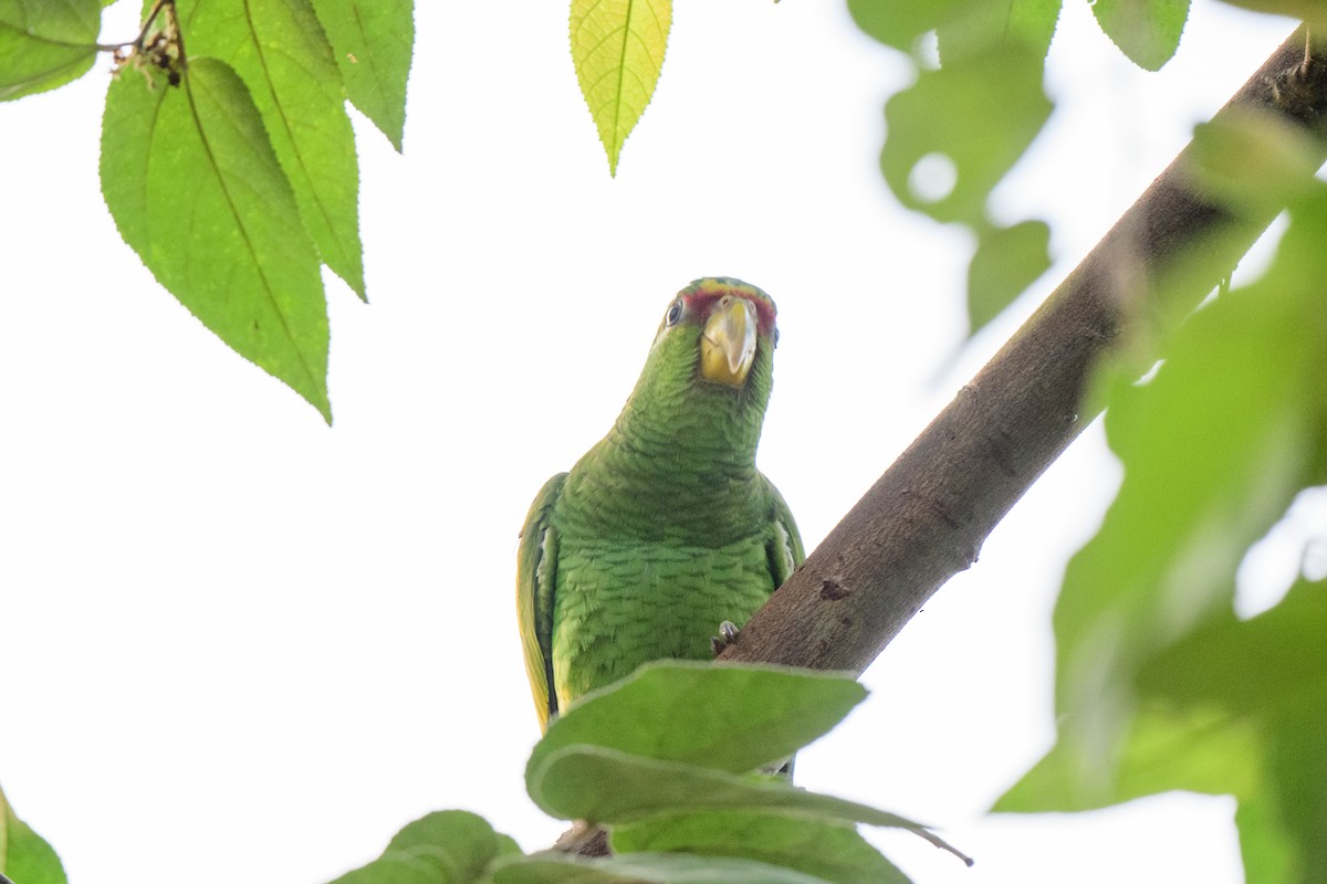 Red-lored Parrot - ML620638761