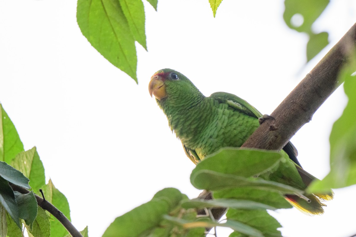 Red-lored Parrot - ML620638762