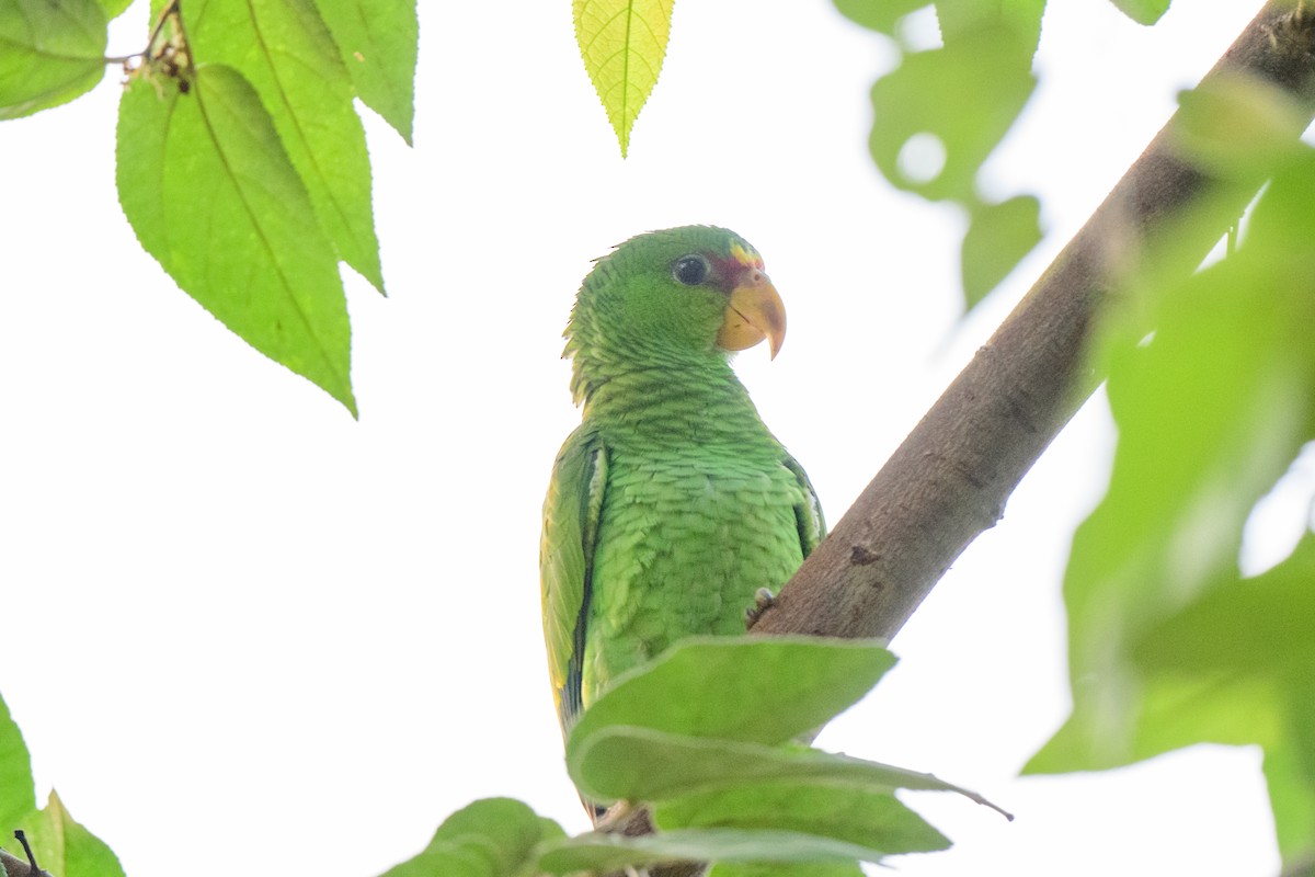 Red-lored Parrot - ML620638763