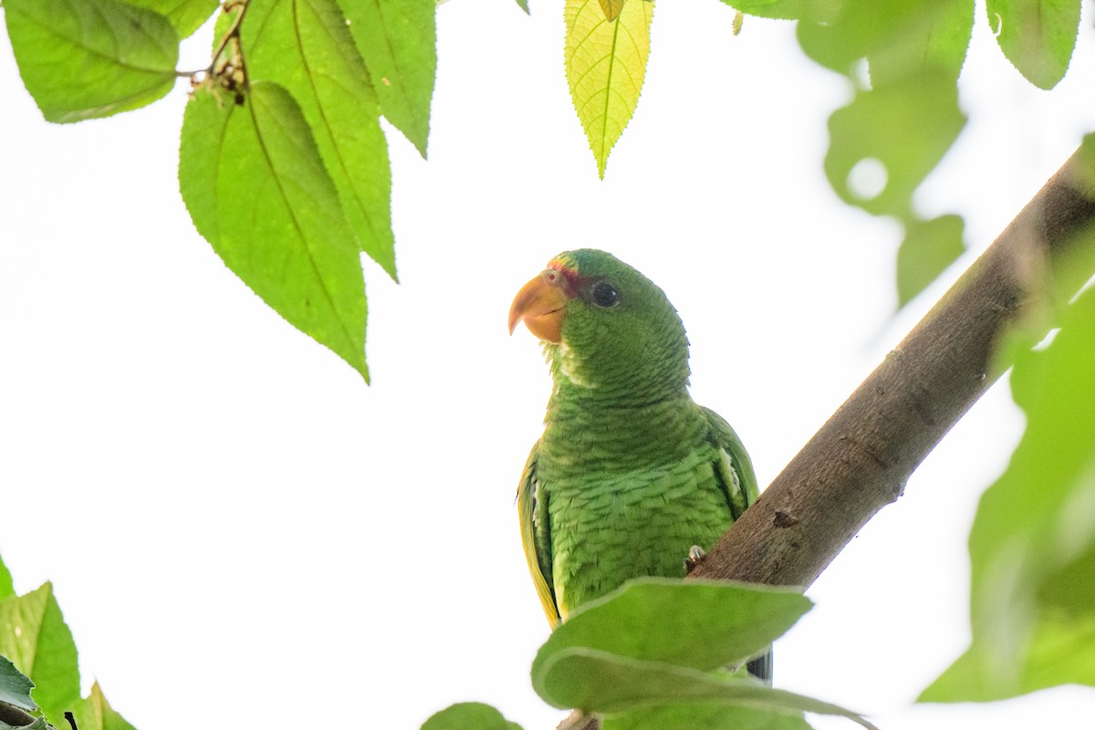 Red-lored Parrot - ML620638764