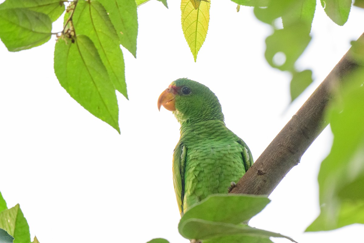 Red-lored Parrot - ML620638765
