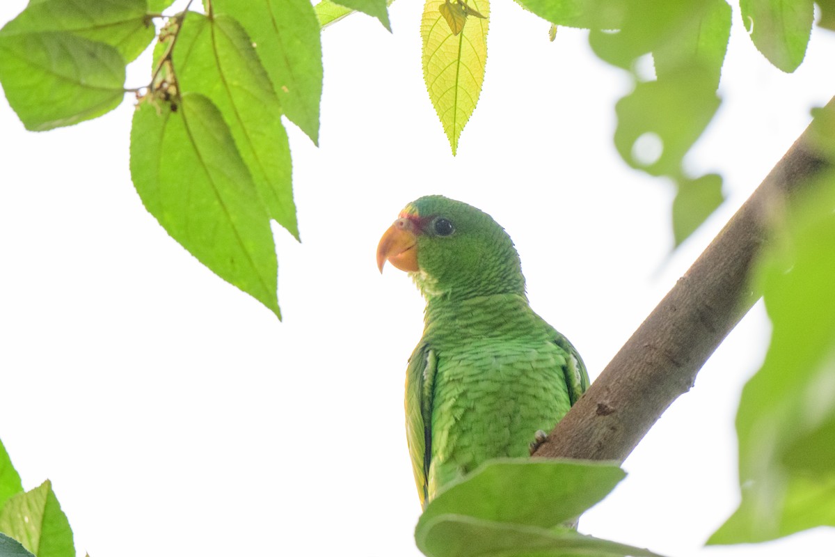 Red-lored Parrot - ML620638766