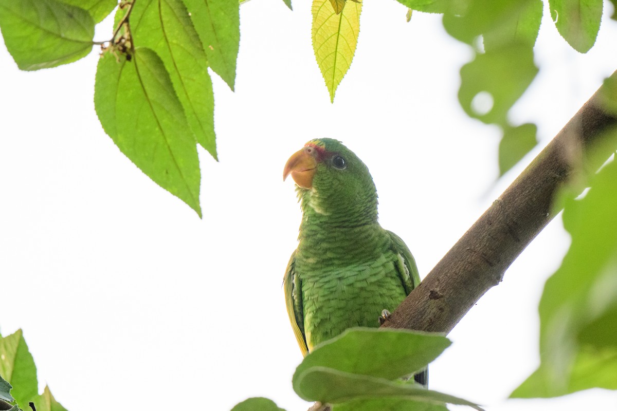 Red-lored Parrot - ML620638767