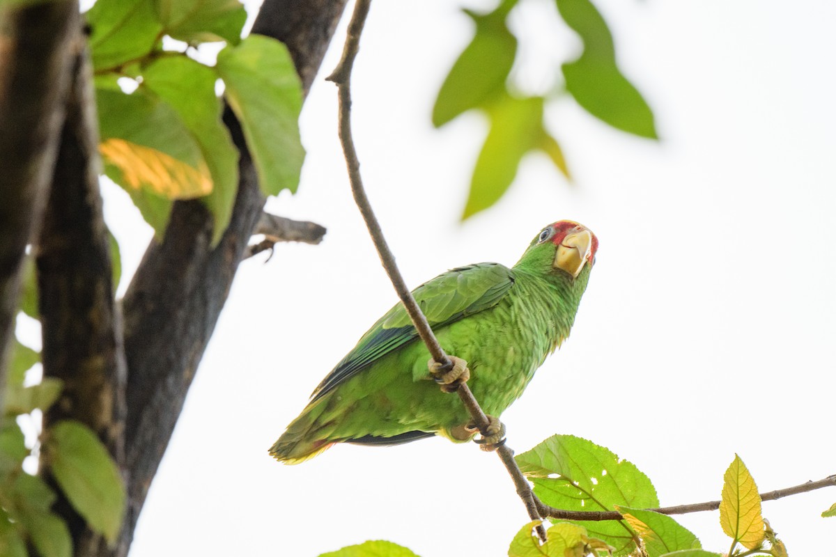 Red-lored Parrot - ML620638768