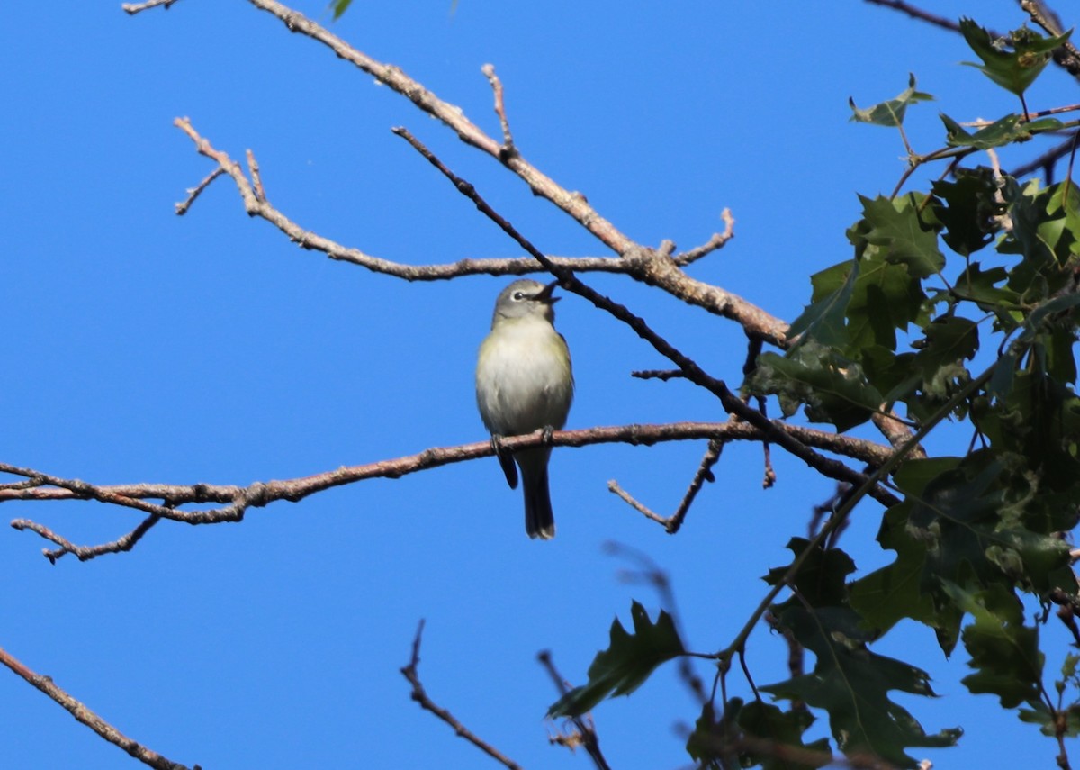 Cassin's Vireo - ML620638769