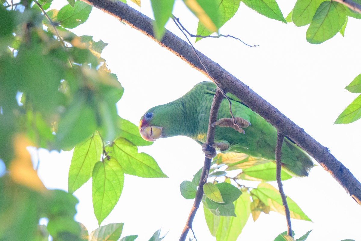 Red-lored Parrot - ML620638771