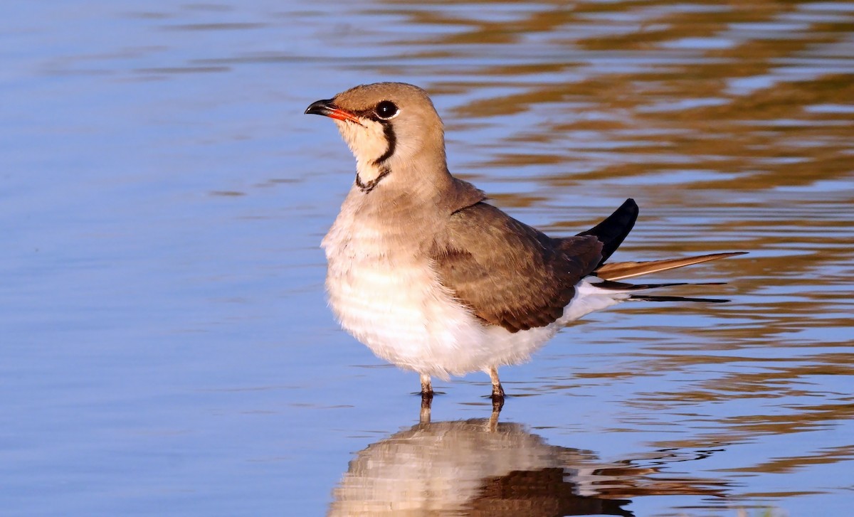 ニシツバメチドリ - ML620638780