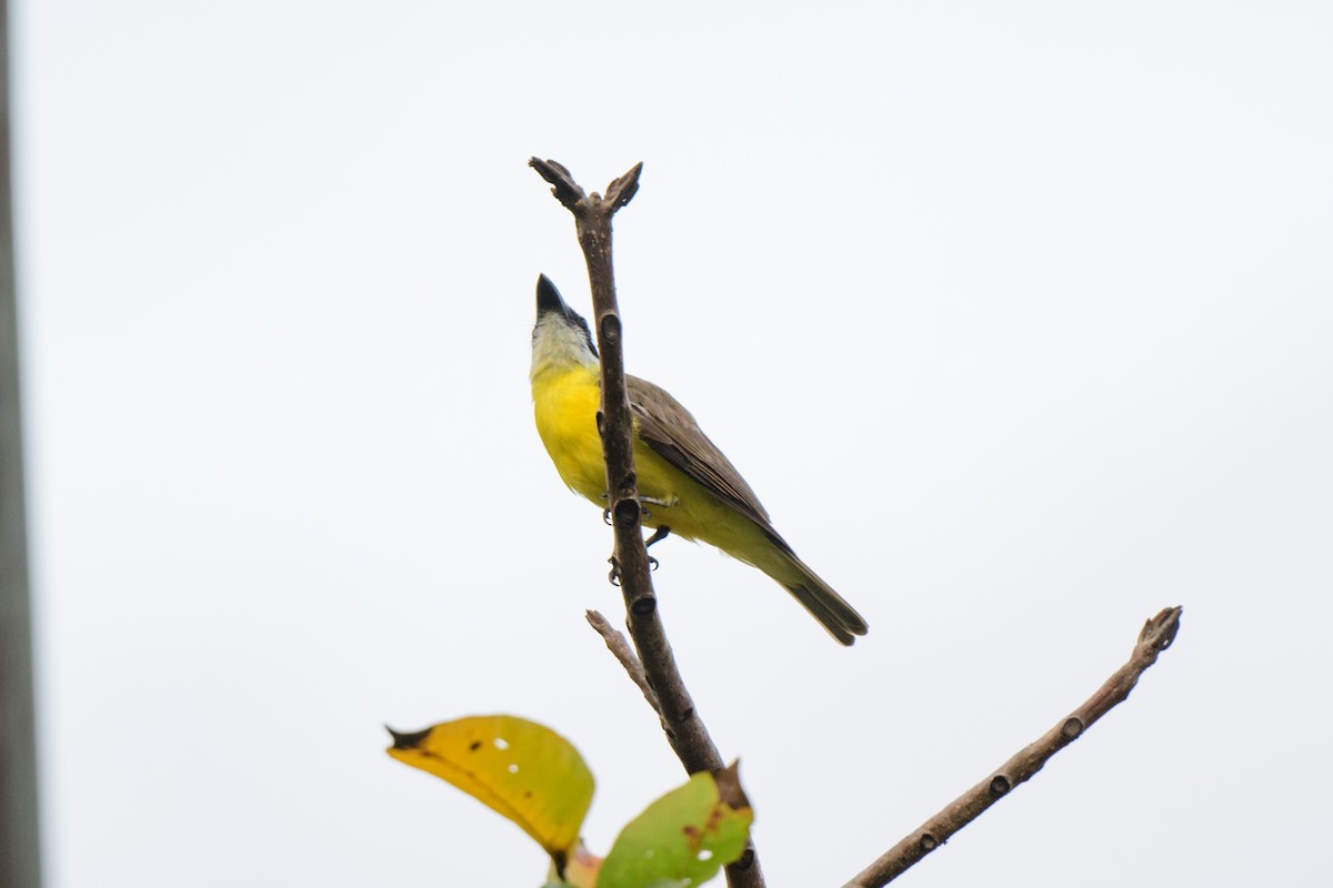 Boat-billed Flycatcher - ML620638781