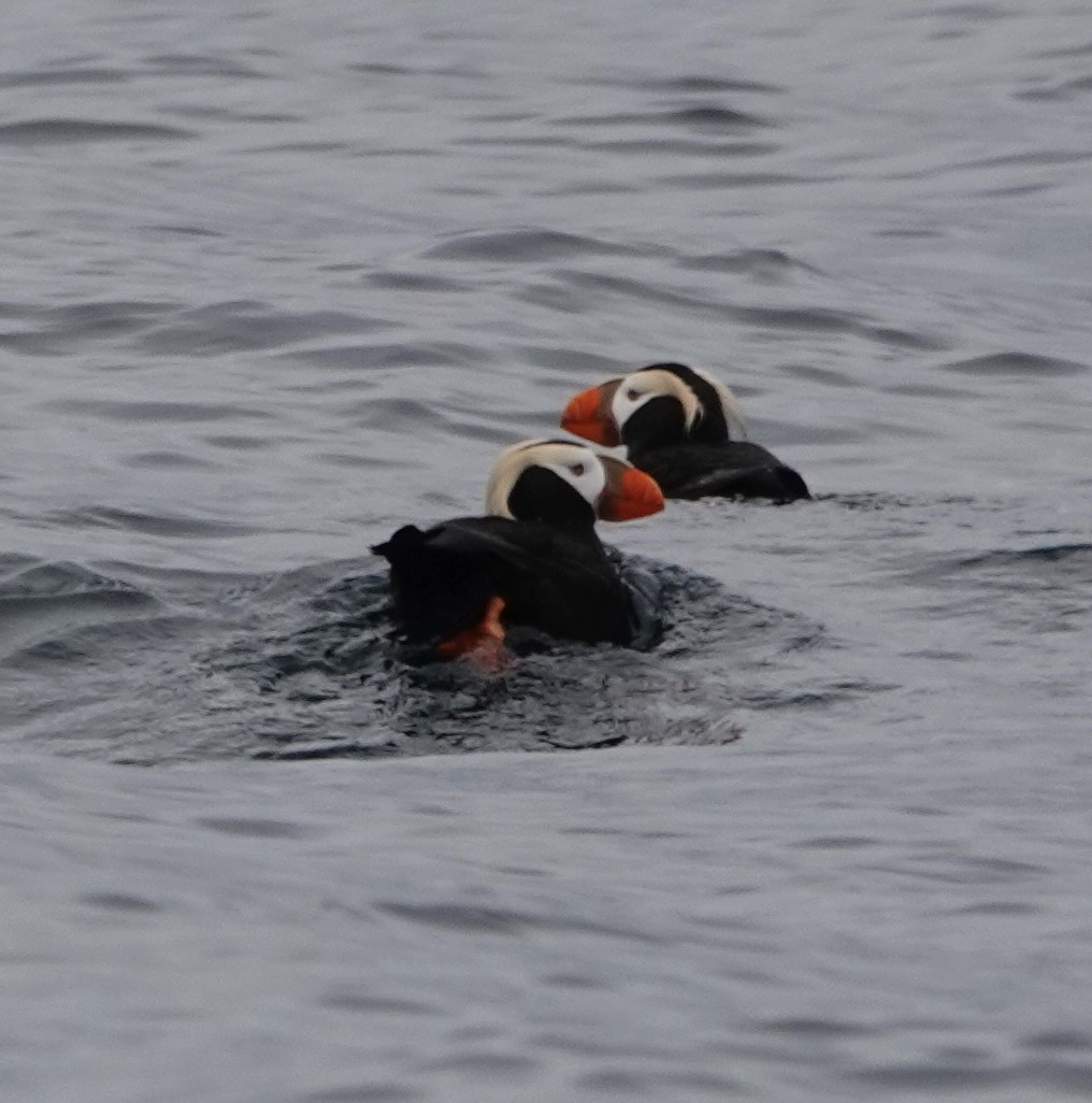 Tufted Puffin - ML620638784
