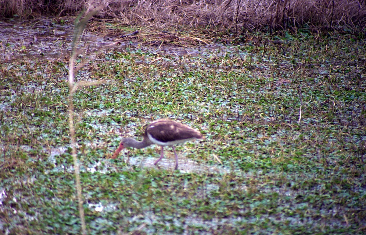 White Ibis - ML620638799