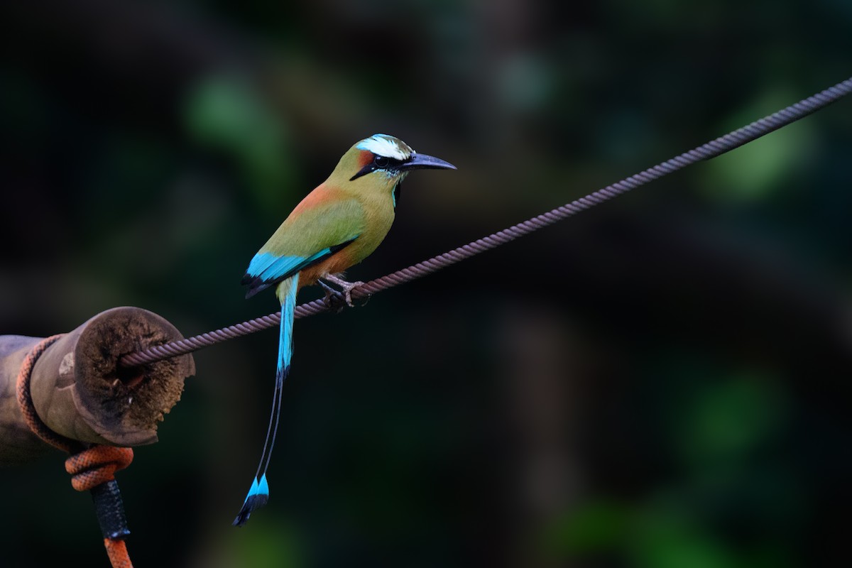 Turquoise-browed Motmot - ML620638801