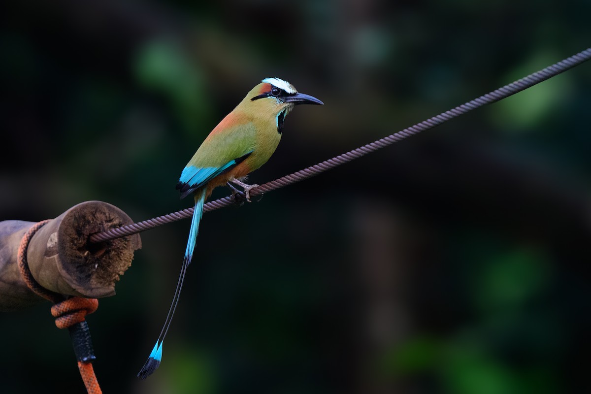 Motmot à sourcils bleus - ML620638803