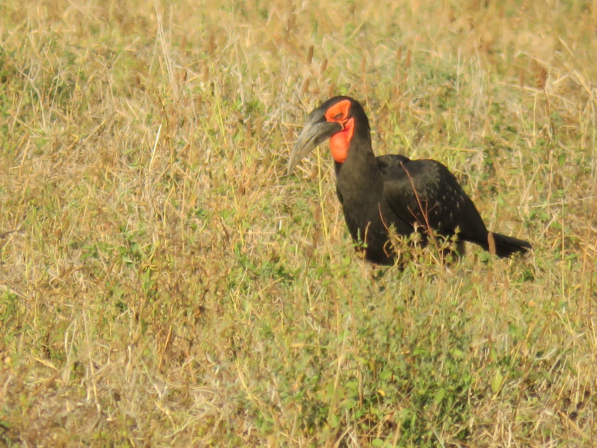 Southern Ground-Hornbill - ML620638804