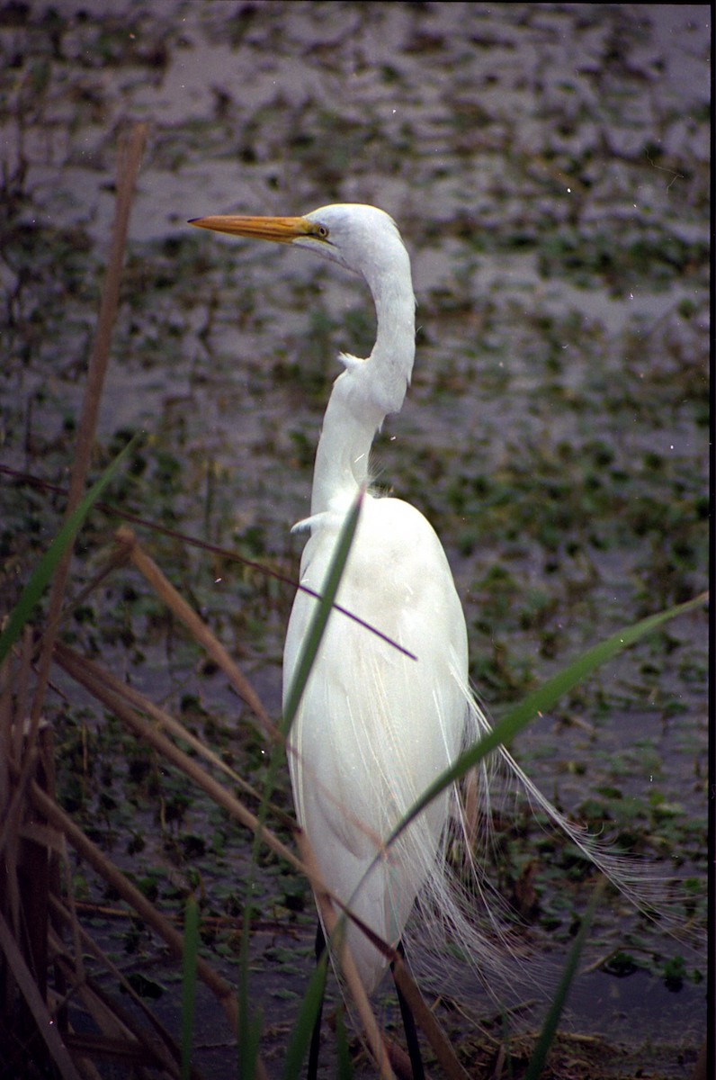 Grande Aigrette - ML620638809