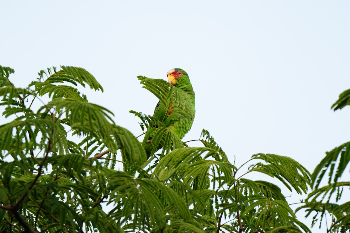 White-fronted Parrot - ML620638810