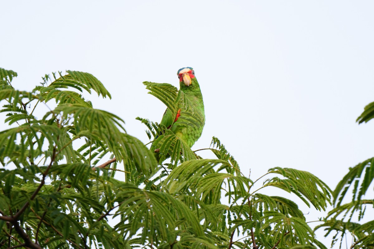 White-fronted Parrot - ML620638811
