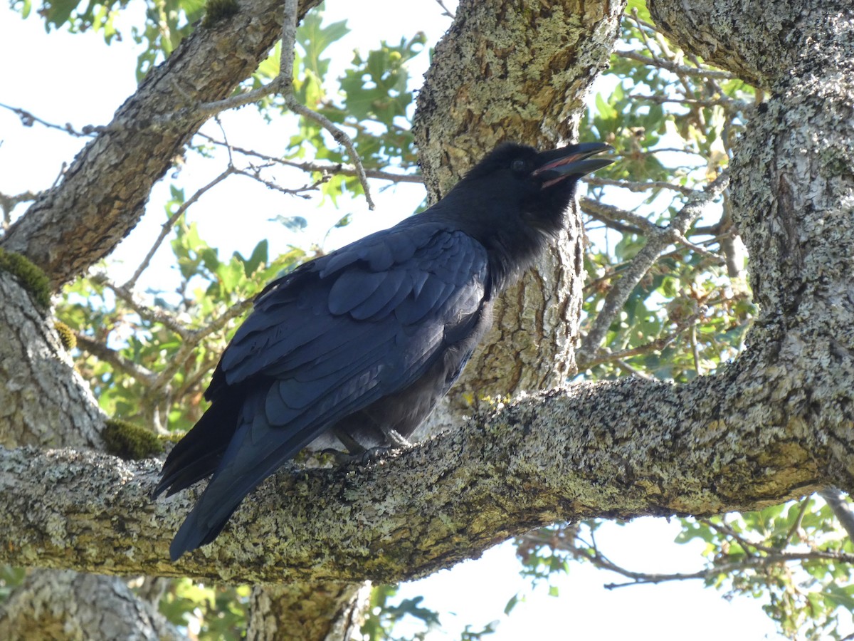 Common Raven - Jannaca Chick