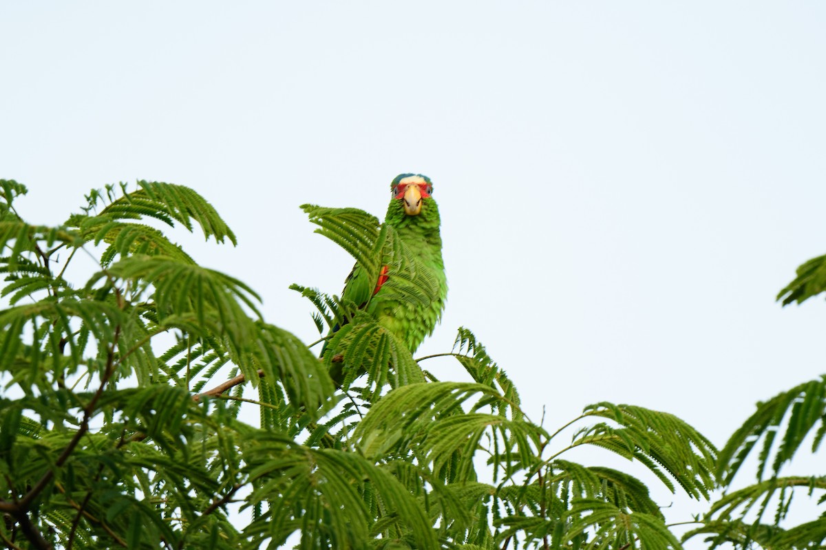 White-fronted Parrot - ML620638813