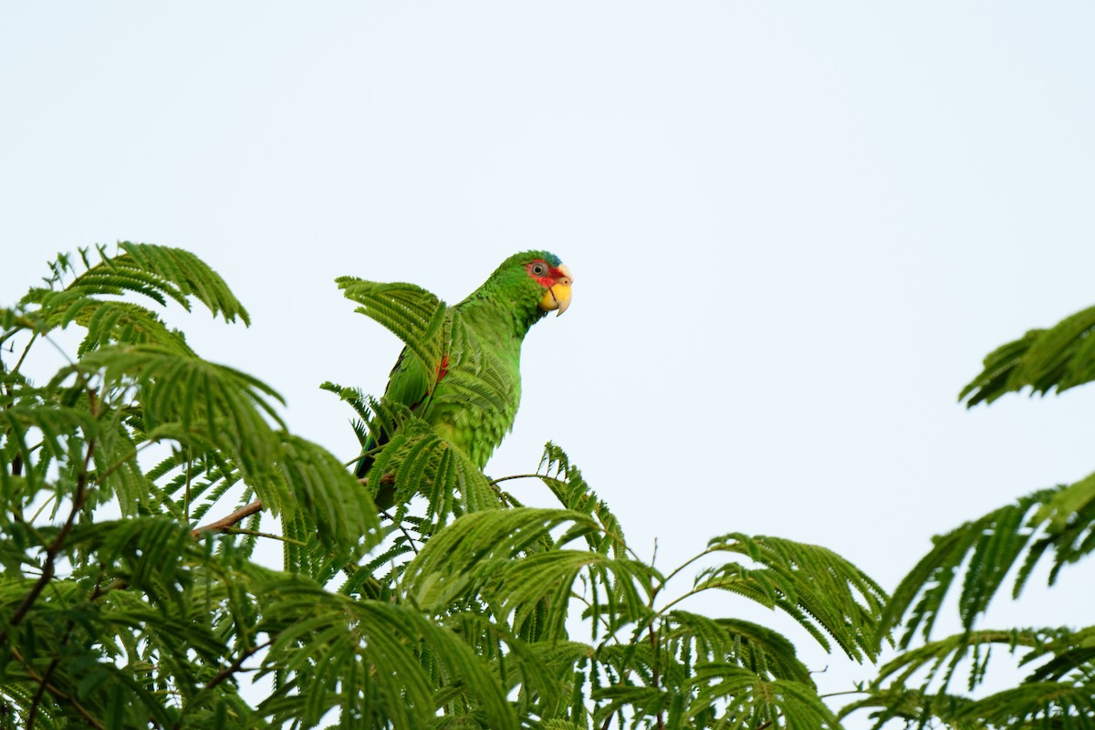 White-fronted Parrot - ML620638814