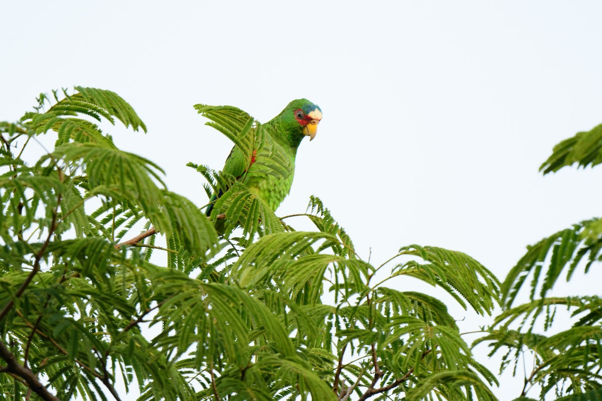 White-fronted Parrot - ML620638815