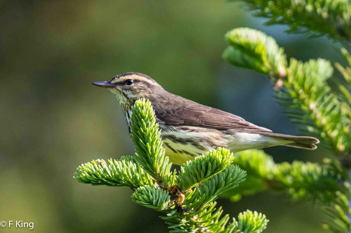 Northern Waterthrush - ML620638819