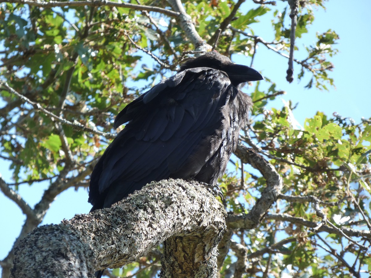 Common Raven - ML620638820