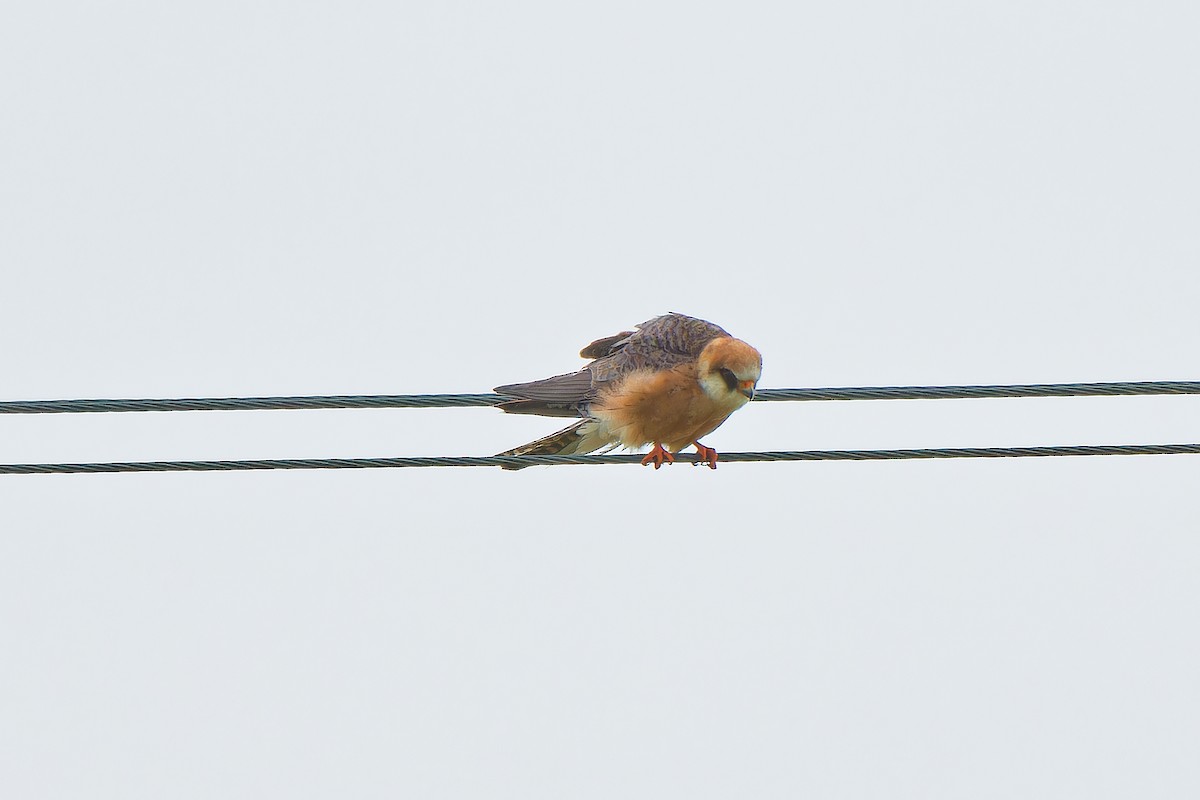 Red-footed Falcon - ML620638824
