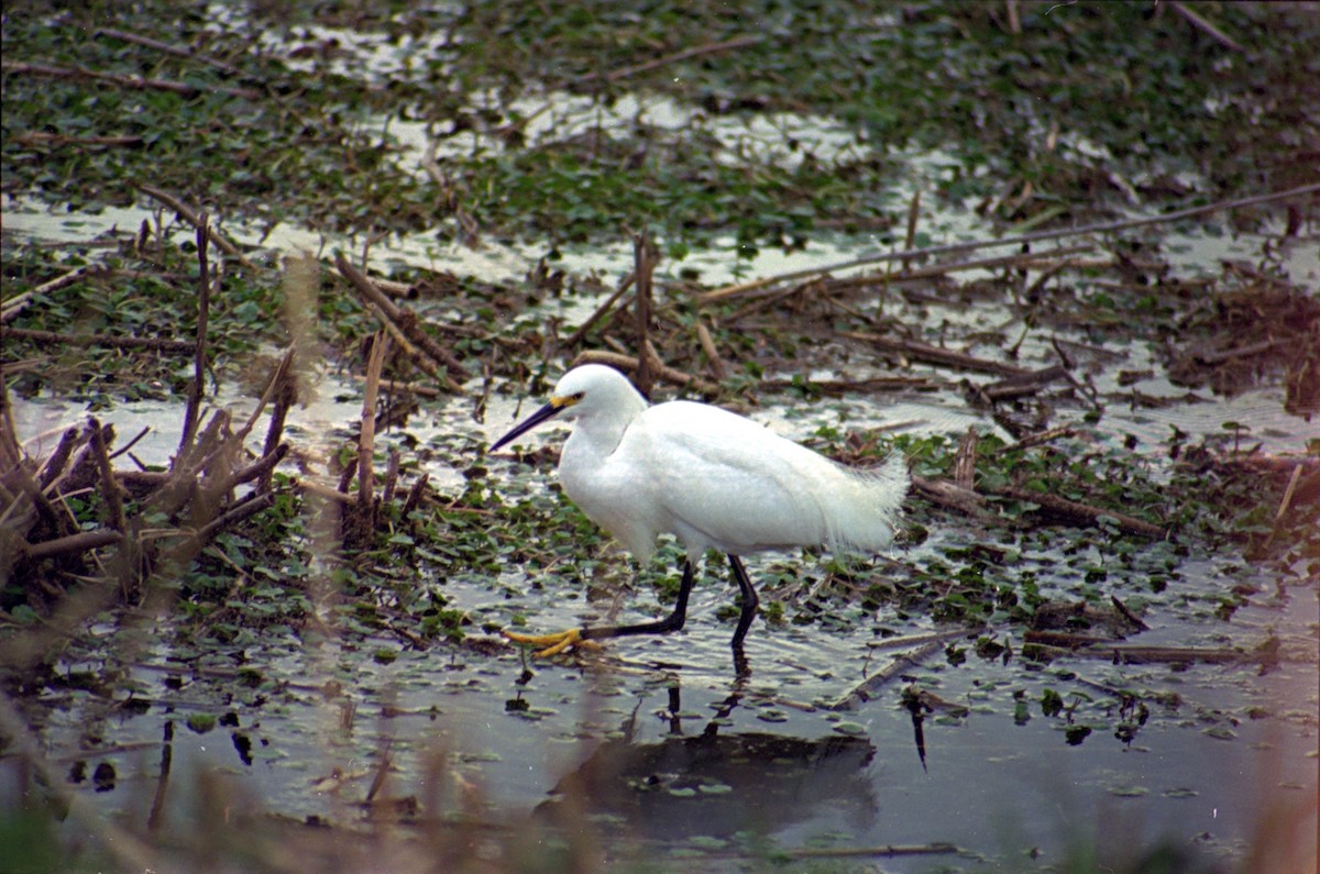 Snowy Egret - ML620638826