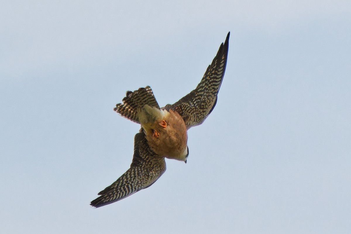 Red-footed Falcon - ML620638827