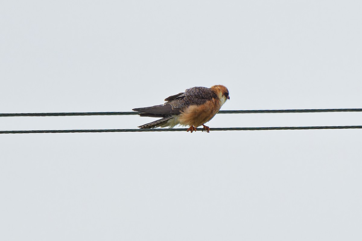 Red-footed Falcon - ML620638828