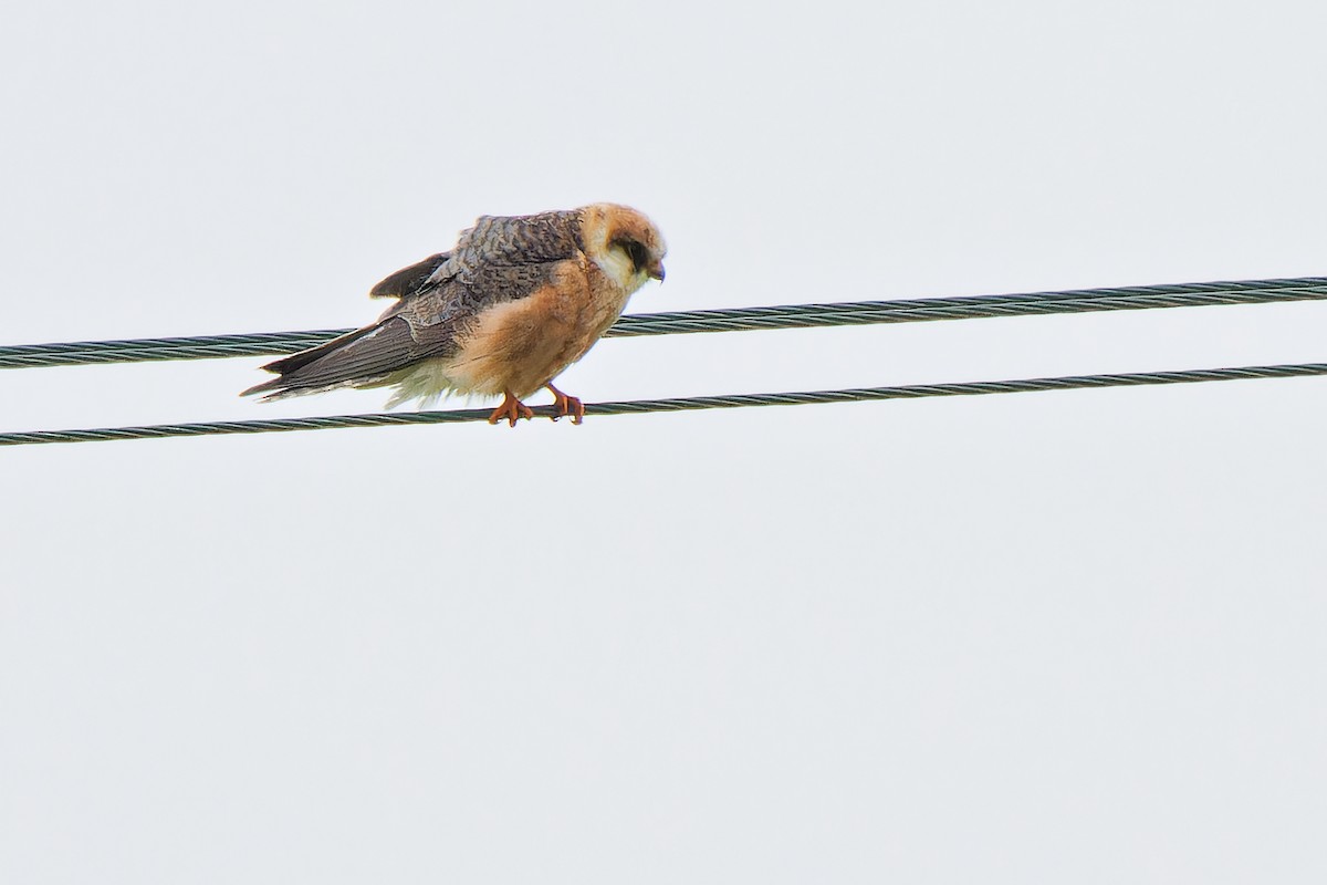Red-footed Falcon - ML620638829