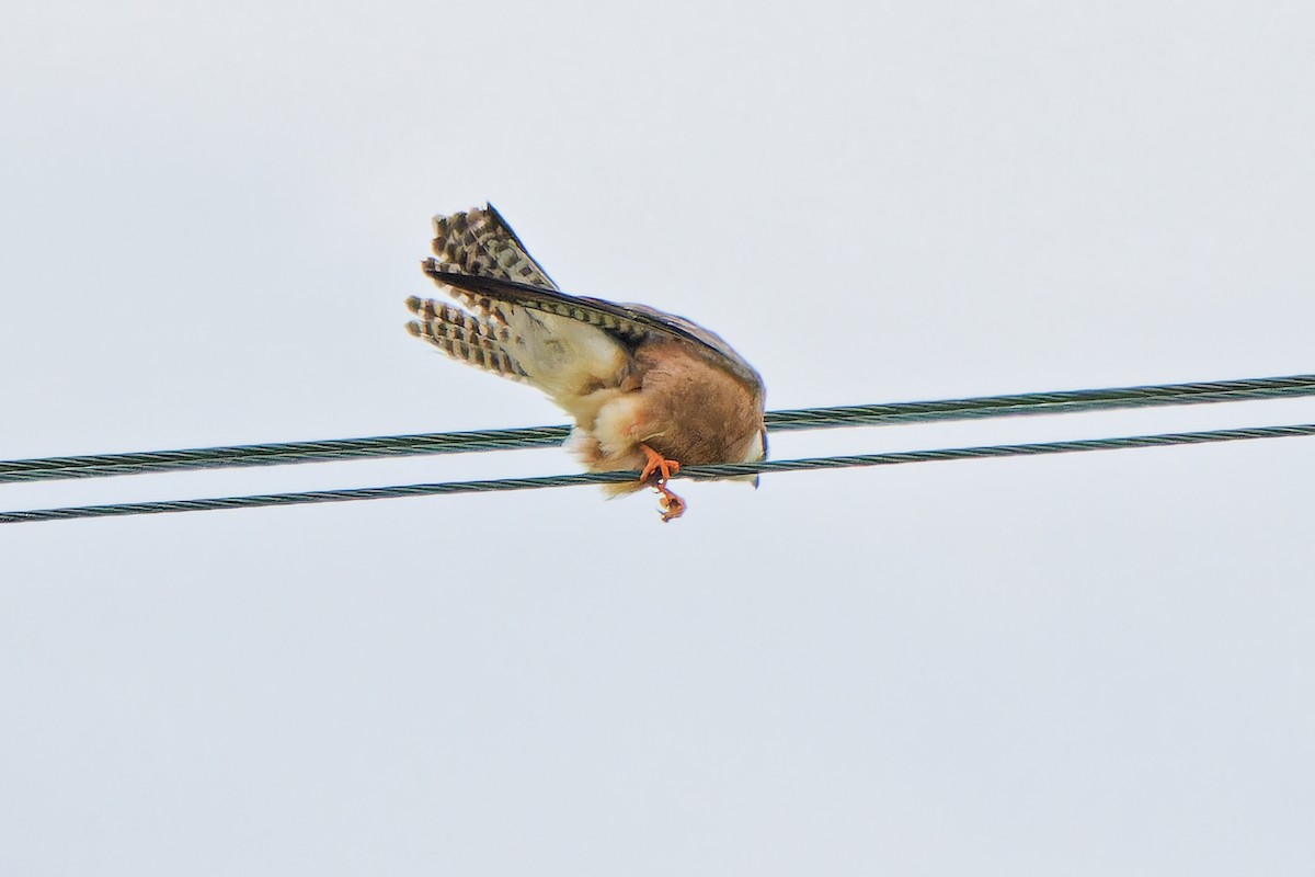 Red-footed Falcon - ML620638830