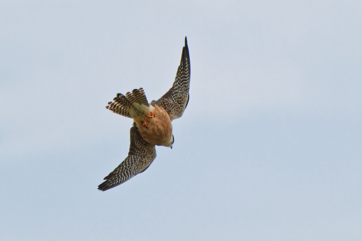 Red-footed Falcon - ML620638831