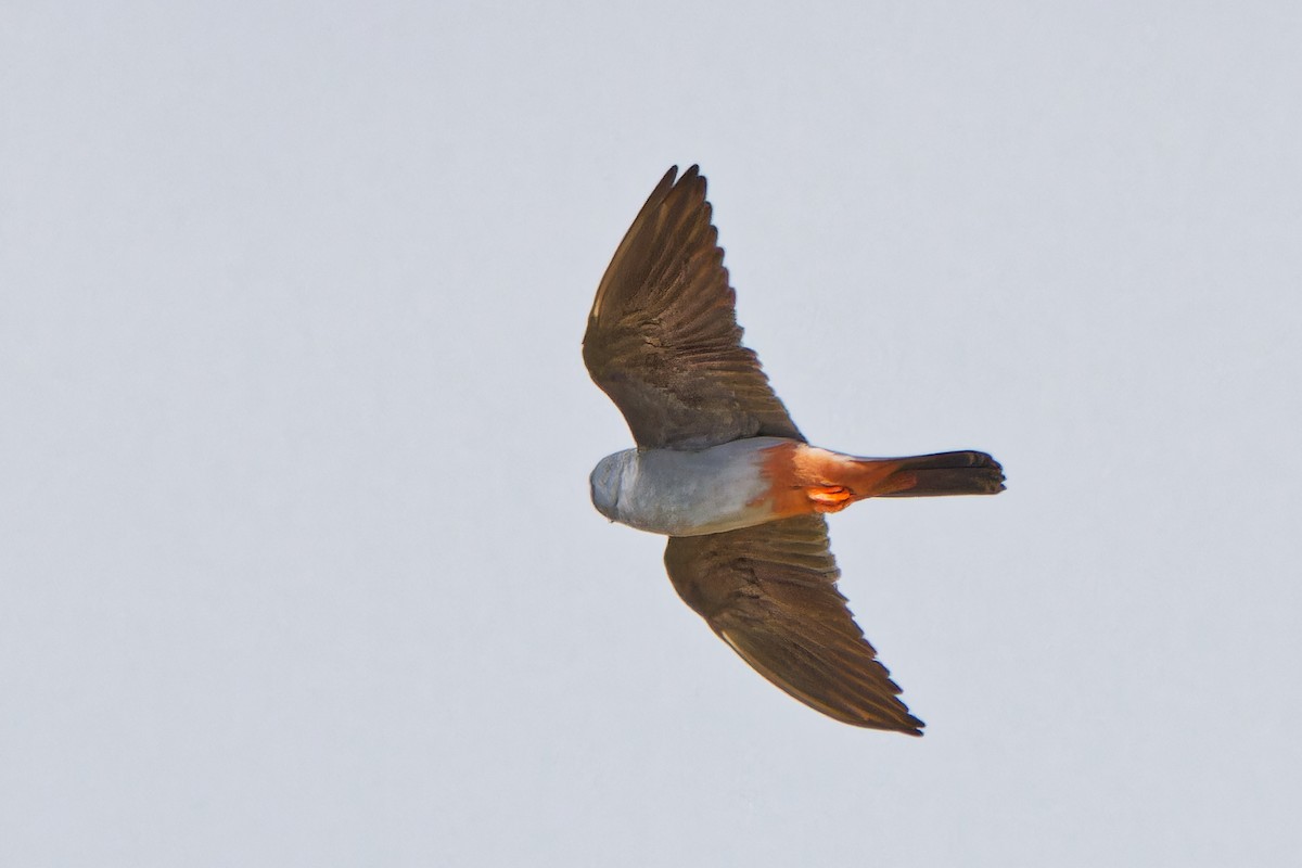 Red-footed Falcon - ML620638832